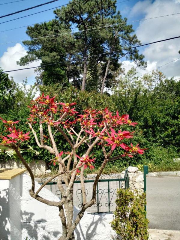 Casa De Campo Em Sesimbra Exterior foto